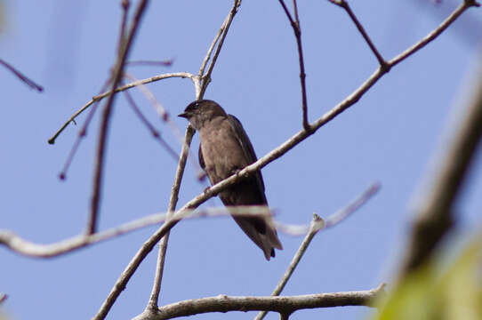 Image of White-thighed Swallow