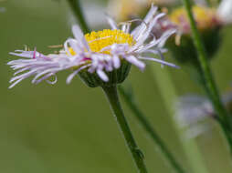 Image of streamside fleabane