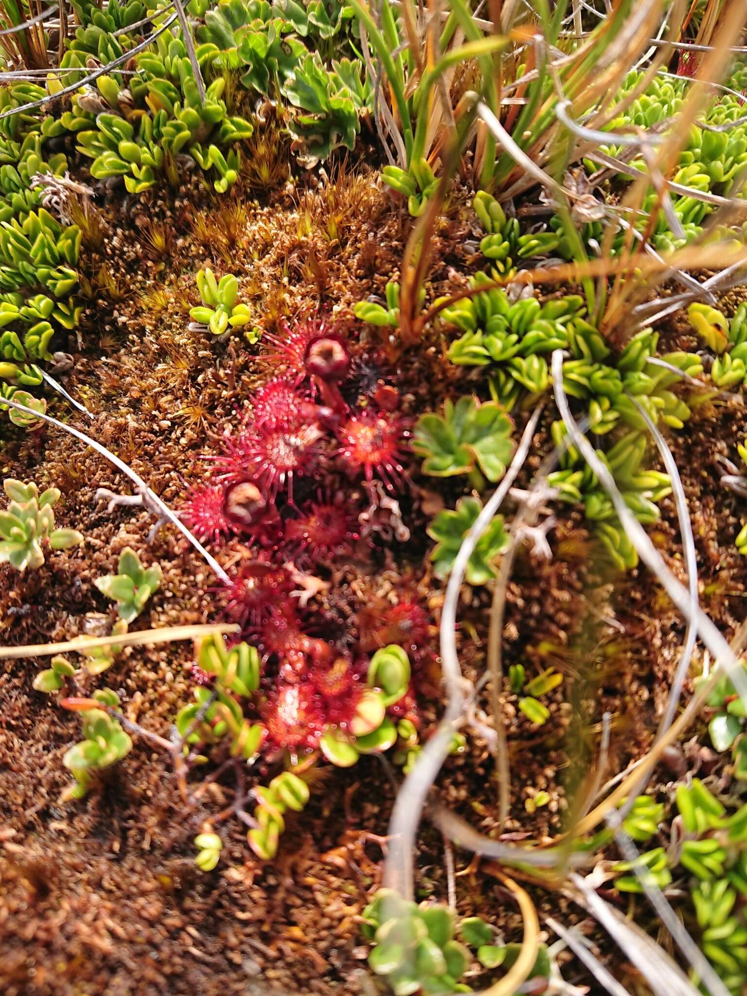 Image of Drosera uniflora Willd.