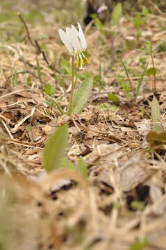 Imagem de Erythronium sibiricum (Fisch. & C. A. Mey.) Krylov