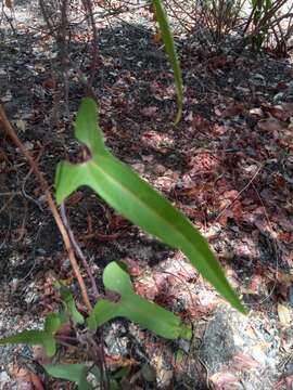 Image of Scrambling dutchman's pipe