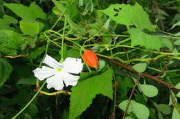 Image of Trichosanthes cochinchinensis (Lour.) M. Roem.