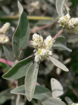 Image of Alternanthera albida (Moq.) Griseb.