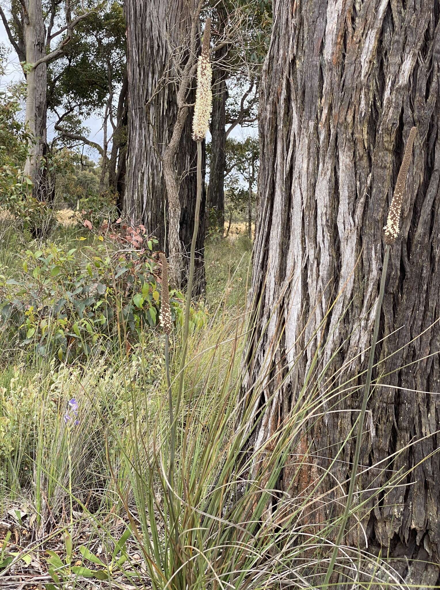 Image of Xanthorrhoea brevistyla D. A. Herb.