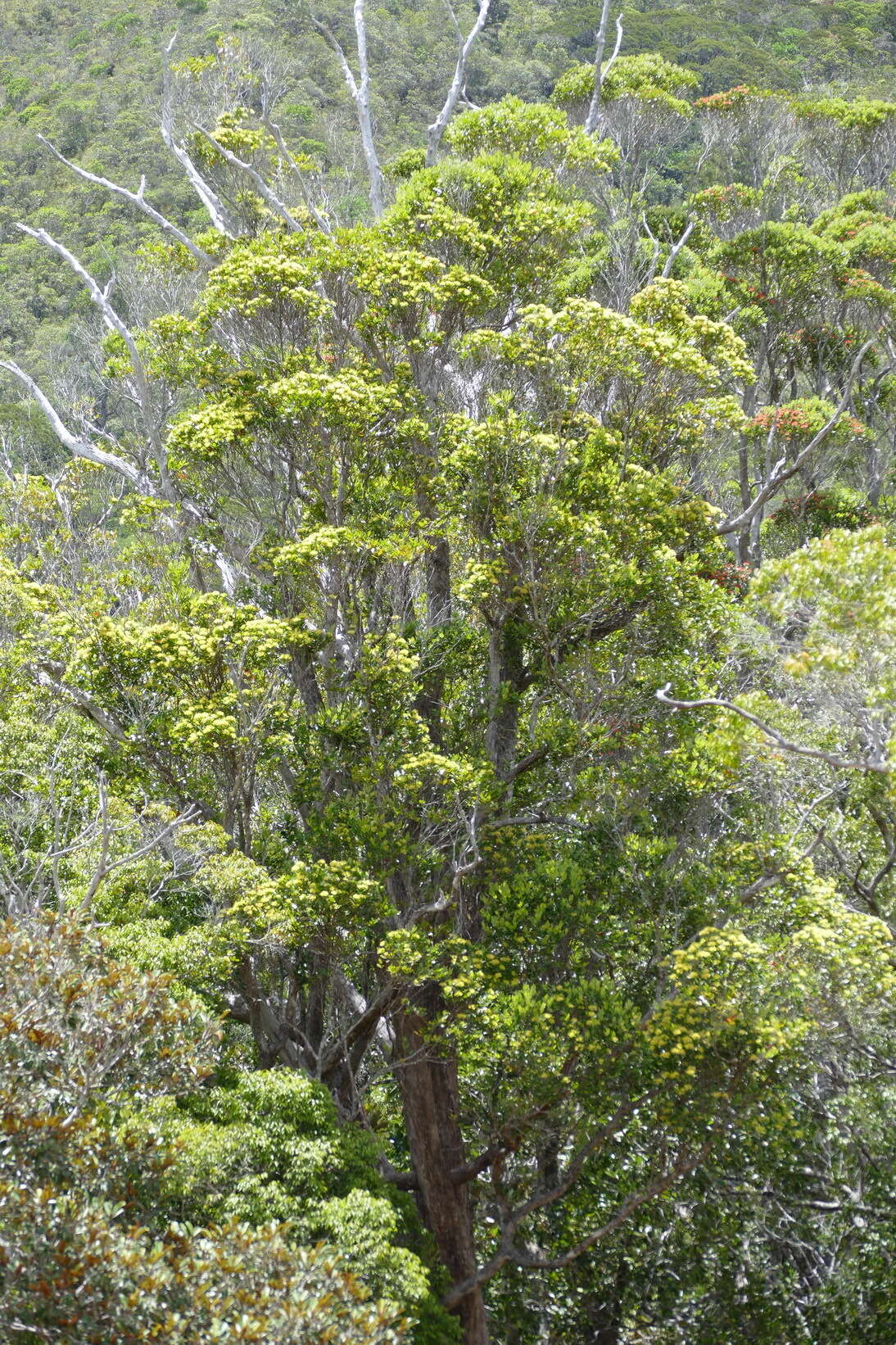 Image de Metrosideros nitida Brongn. & Gris