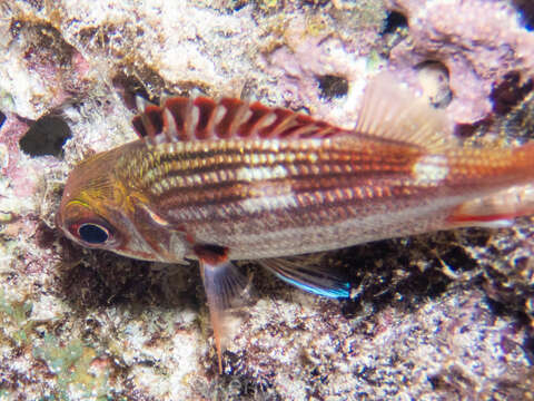 Image of Black-barred squirrel fish