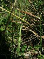 Image of Carousel spider orchid