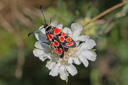 Image of Zygaena carniolica Scopoli 1763