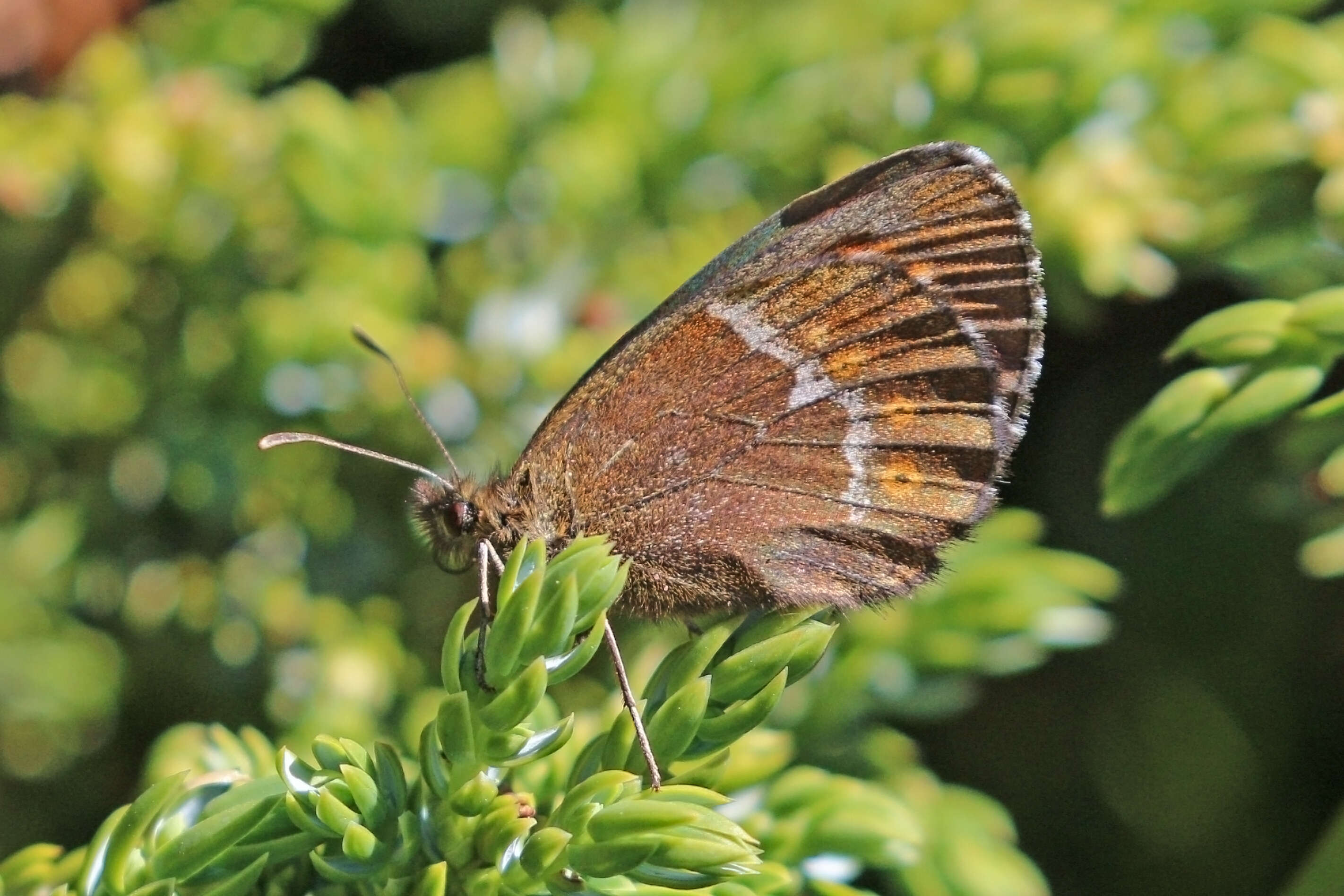 Image of Erebia euryale Esper 1777