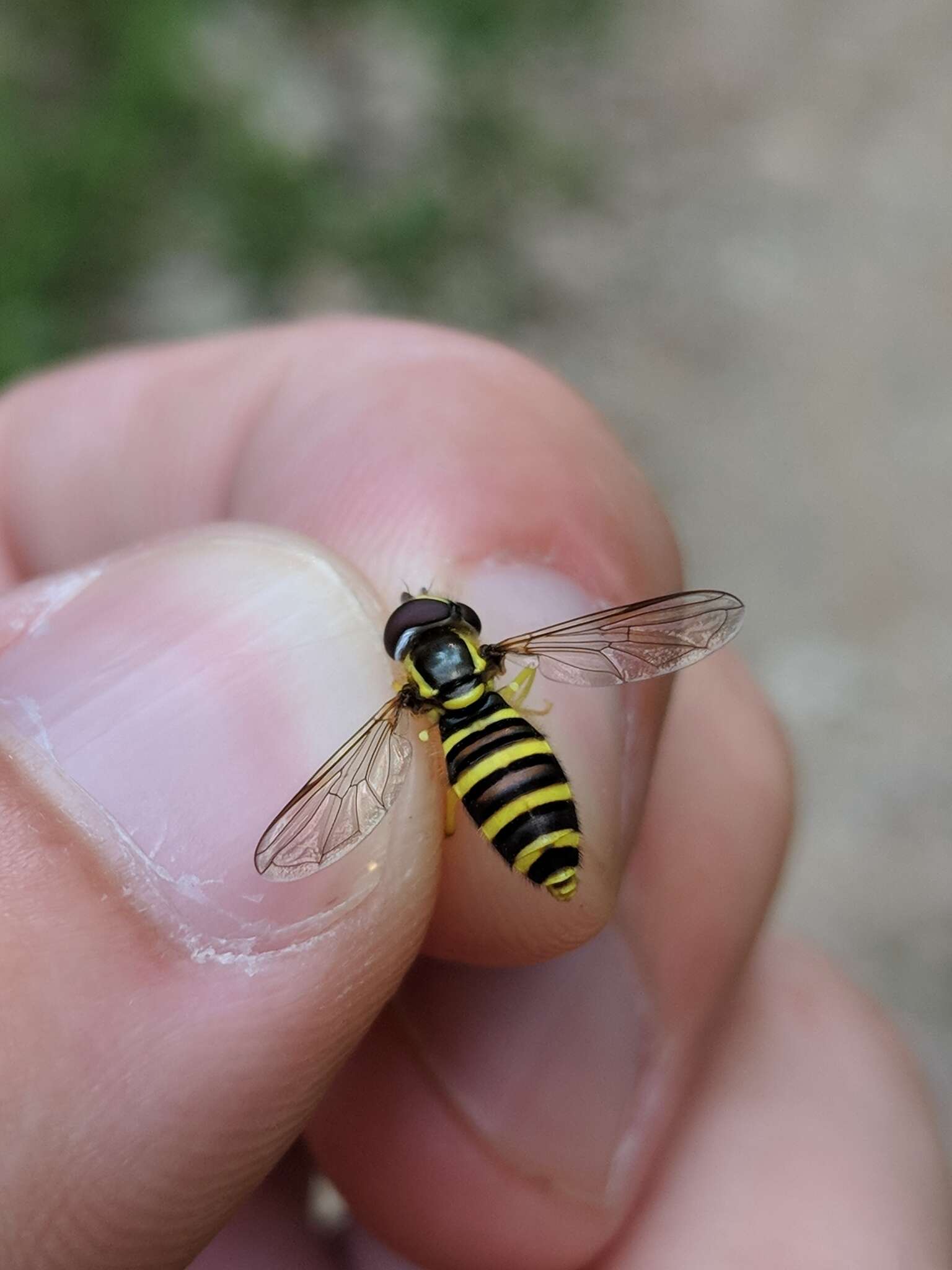 Xanthogramma flavipes (Loew 1863) resmi