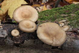 Image of Lentinus brumalis (Pers.) Zmitr. 2010