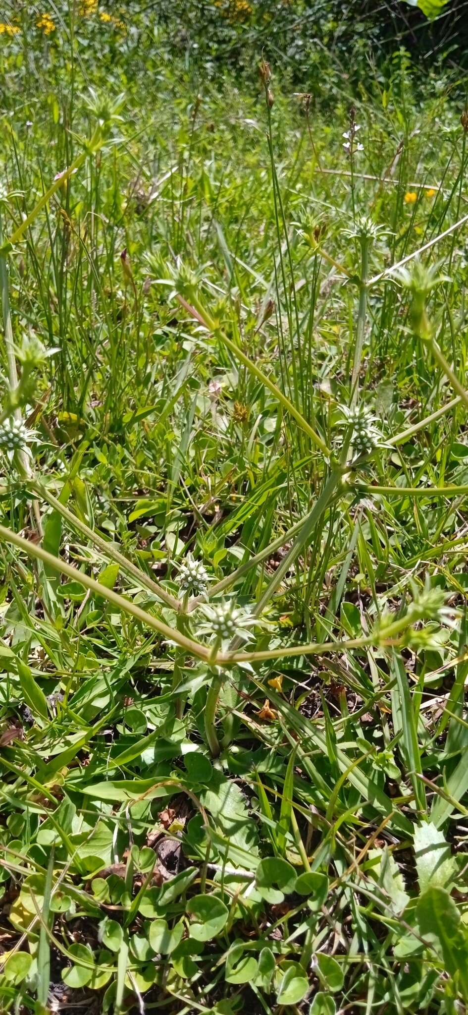 Eryngium nudicaule Lam. resmi