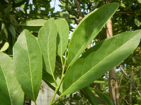 Image of sugar apple