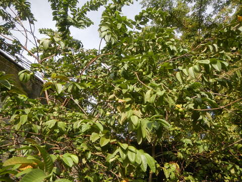 Image of sugar apple