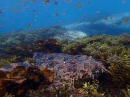 Image of Banded Wobbegong