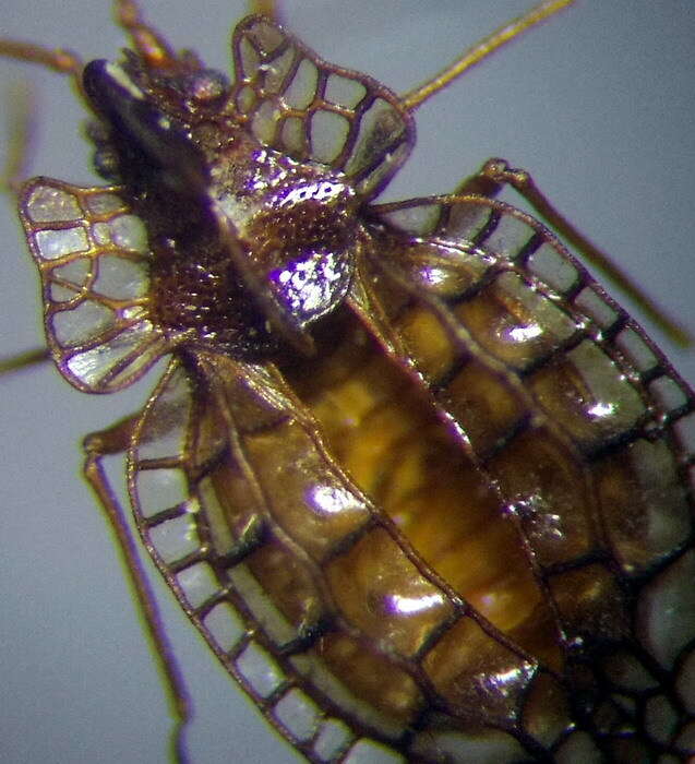 Image of Derephysia (Paraderephysia) cristata (Panzer 1806)