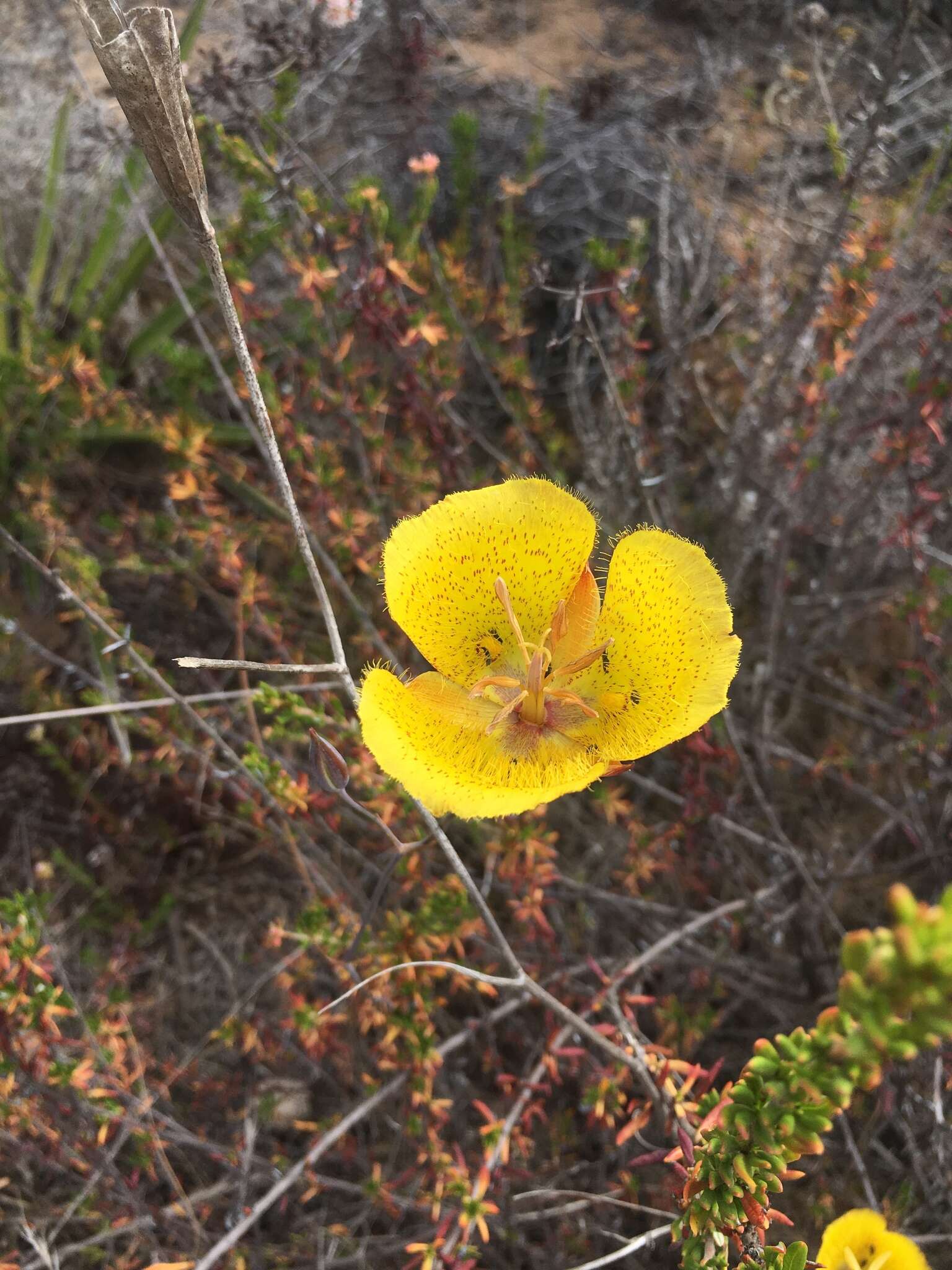 Image of Weed's mariposa lily