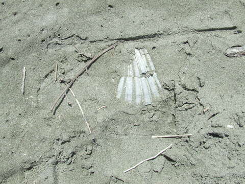 Image of New Zealand scallop