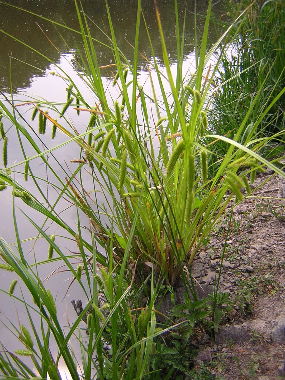 Image of Cyperus Sedge