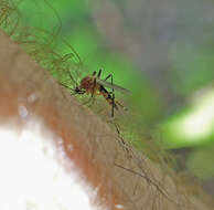 Image de Aedes canadensis canadensis