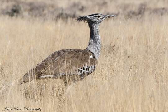 Image of Kori Bustard