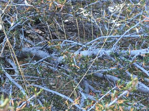 Imagem de Cercocarpus intricatus S. Wats.