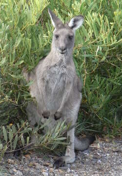 Image of kangaroo