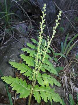 Image of Anemia tomentosa (Sav.) Sw.