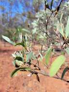 Imagem de Acacia catenulata C. T. White