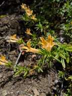 Image of Santa Lucia Mountain bush monkeyflower