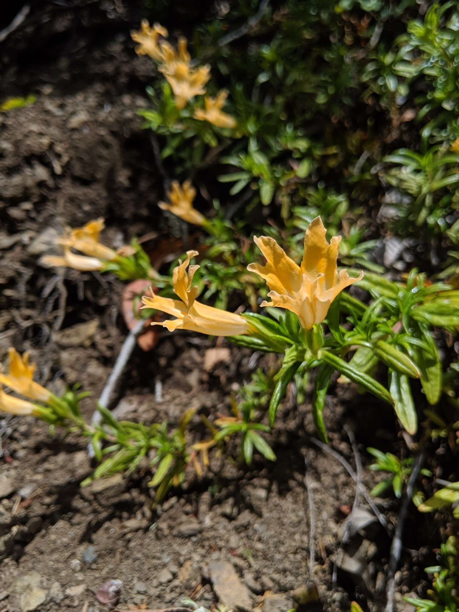 Image of Santa Lucia Mountain bush monkeyflower