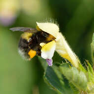 Image of Small garden bumblebee