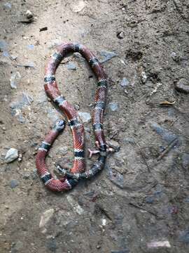 Image of Painted Coral Snake