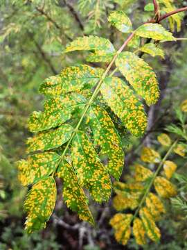 Sivun Gymnosporangium cornutum Arthur ex F. Kern 1911 kuva