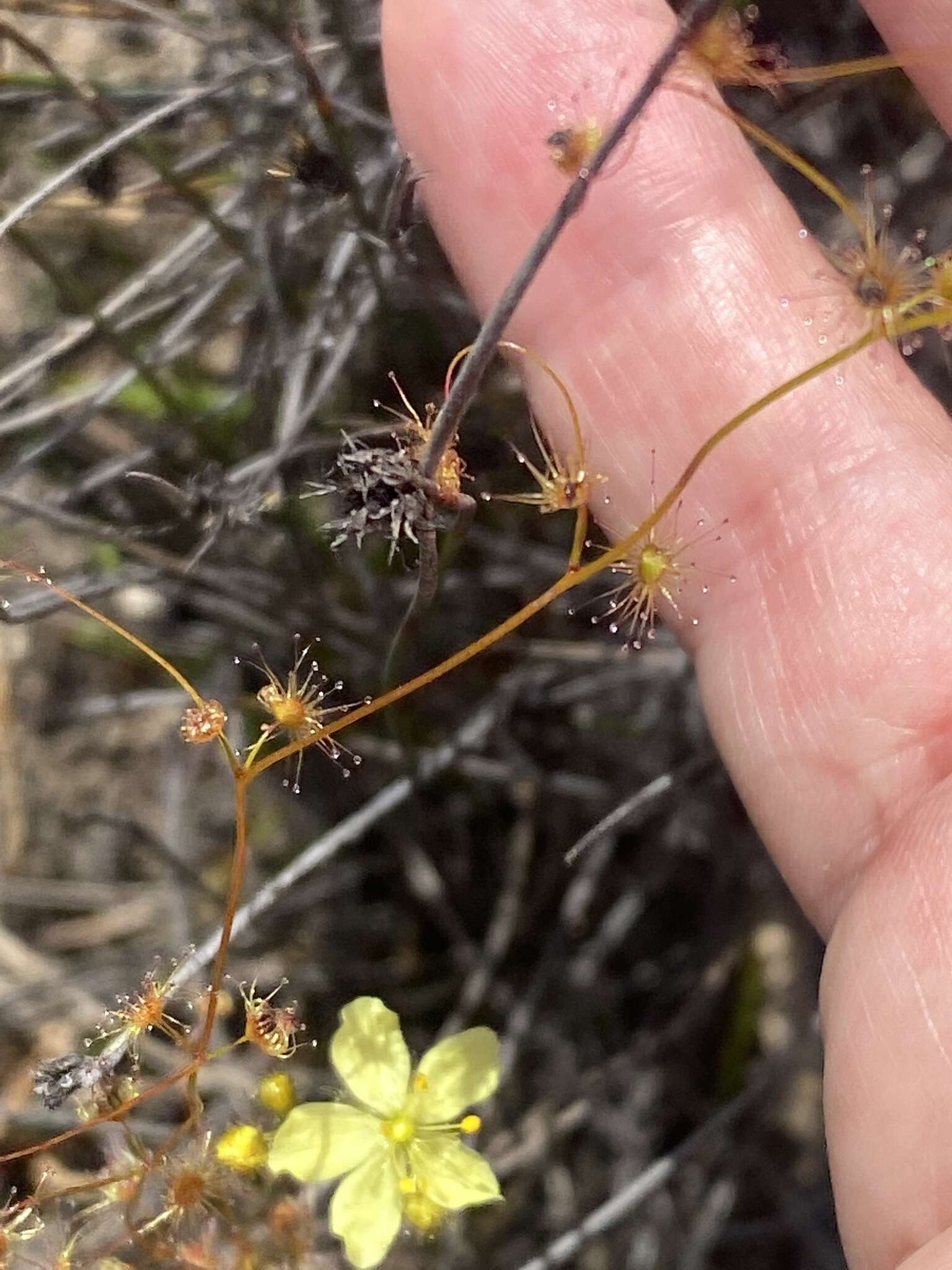 Image of Drosera intricata Planch.