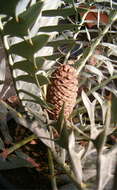 Image of Eastern Cape Blue Cycad