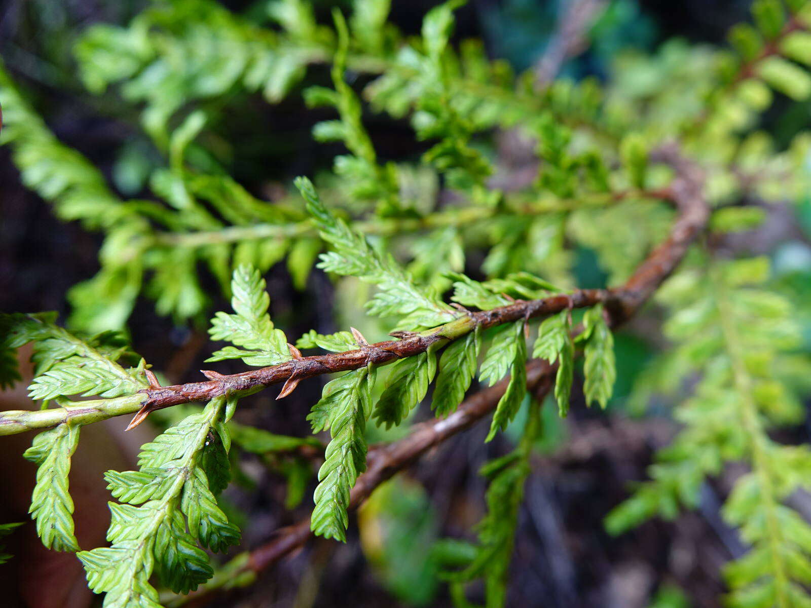 Plancia ëd Libocedrus plumosa (D. Don) Sarg.