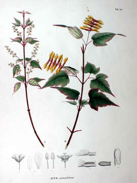 Image of Acer crataegifolium Sieb. & Zucc.