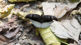 Image of Tanaecia cocytus Fabricius 1787