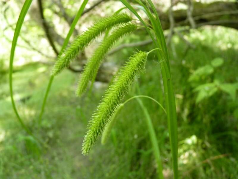 Image of Cyperus Sedge