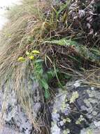 Sivun Senecio matatini subsp. basinudus (Ornduff) Courtney, de Lange & Pelser kuva