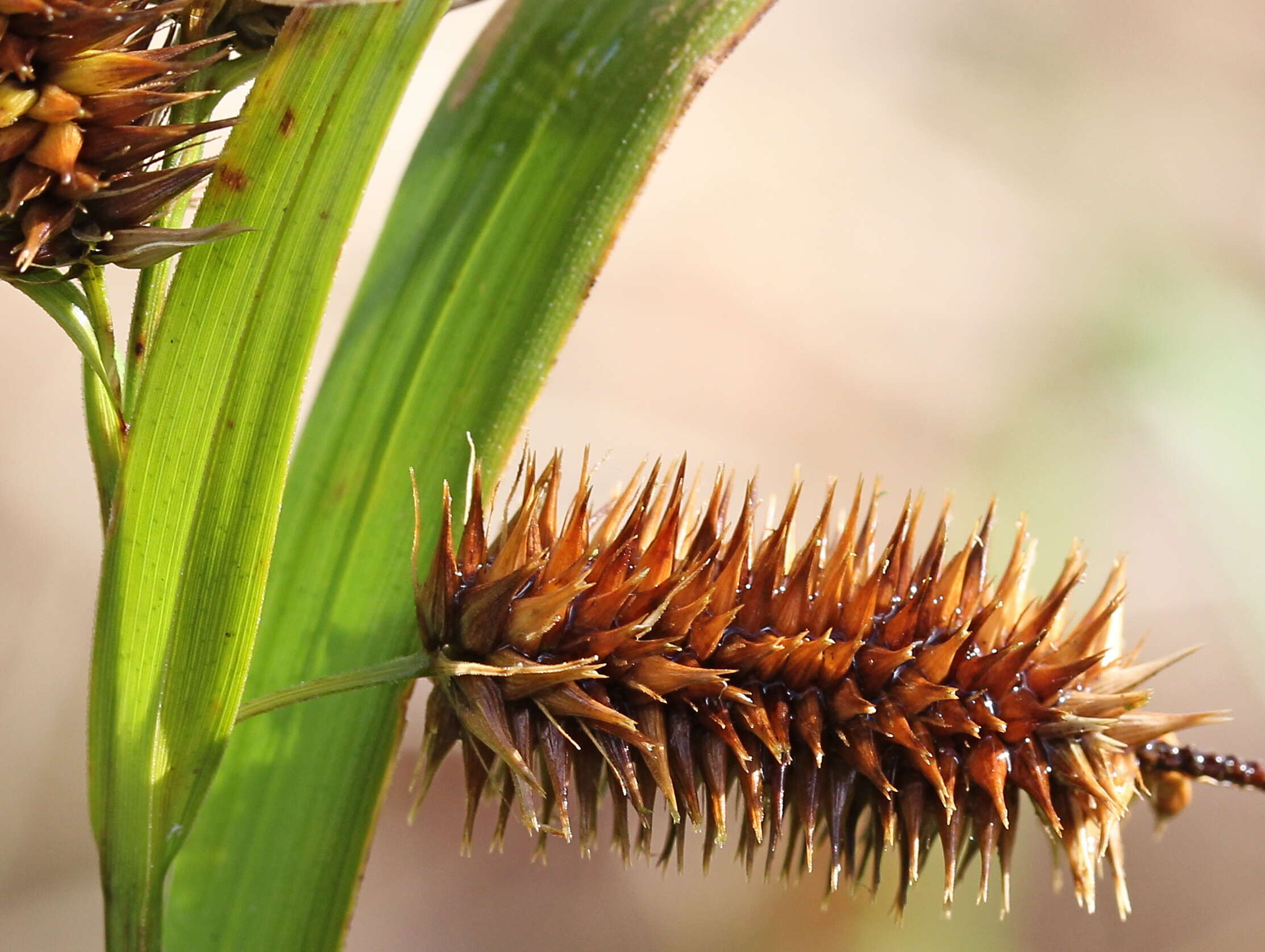 Image of Cyperus Sedge