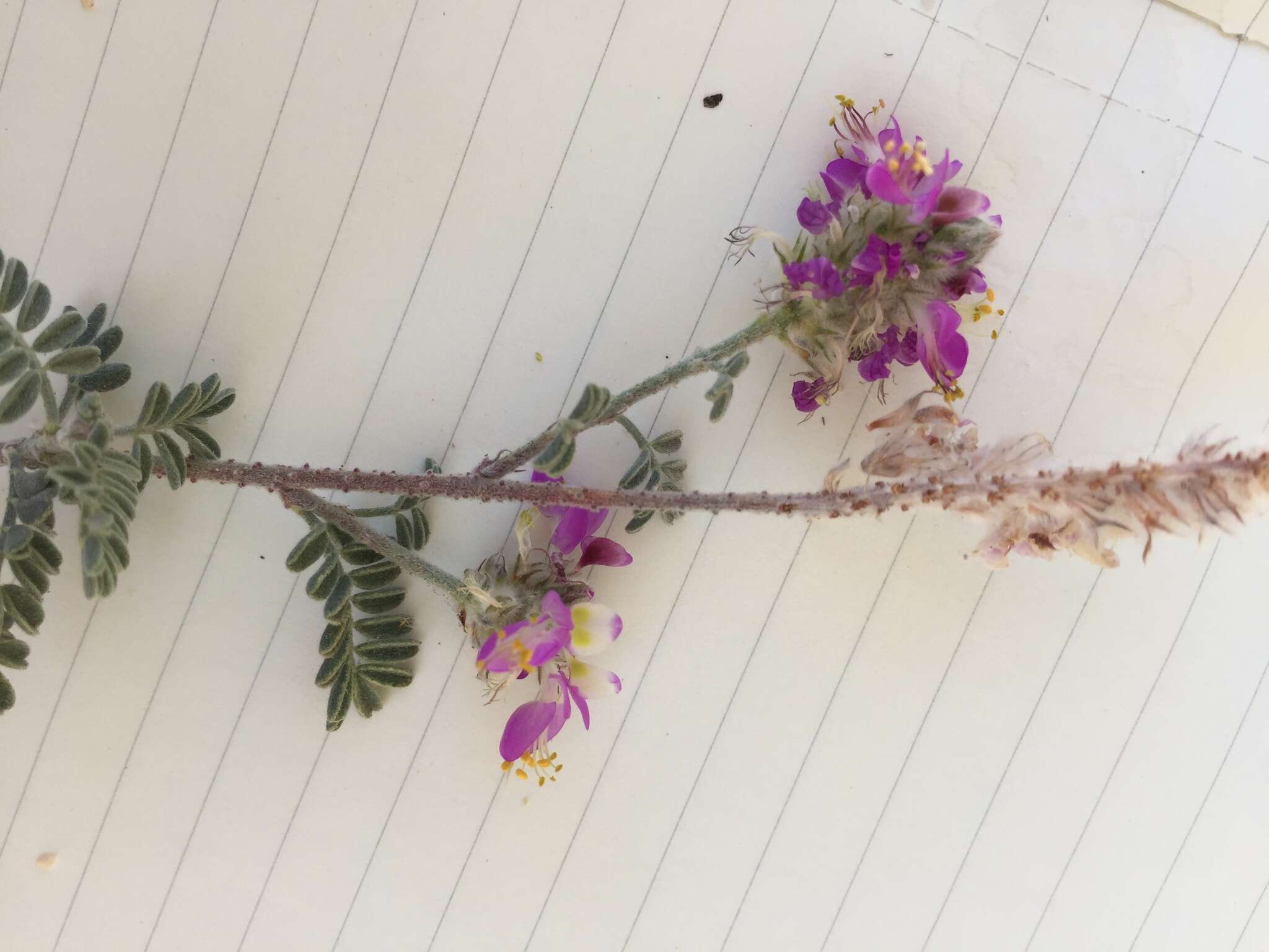 Plancia ëd Dalea bicolor var. orcuttiana Barneby