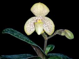 Image of One colored Paphiopedilum