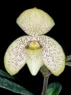 Image of One colored Paphiopedilum