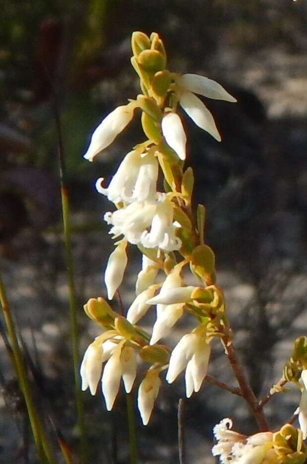 Image of Leucopogon woodsii F. Muell.