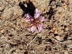 Image of Lachenalia corymbosa (L.) J. C. Manning & Goldblatt