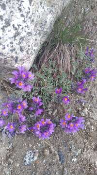 Image of Alpine toadflax