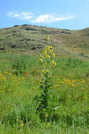 Imagem de Verbascum songaricum Schrenk