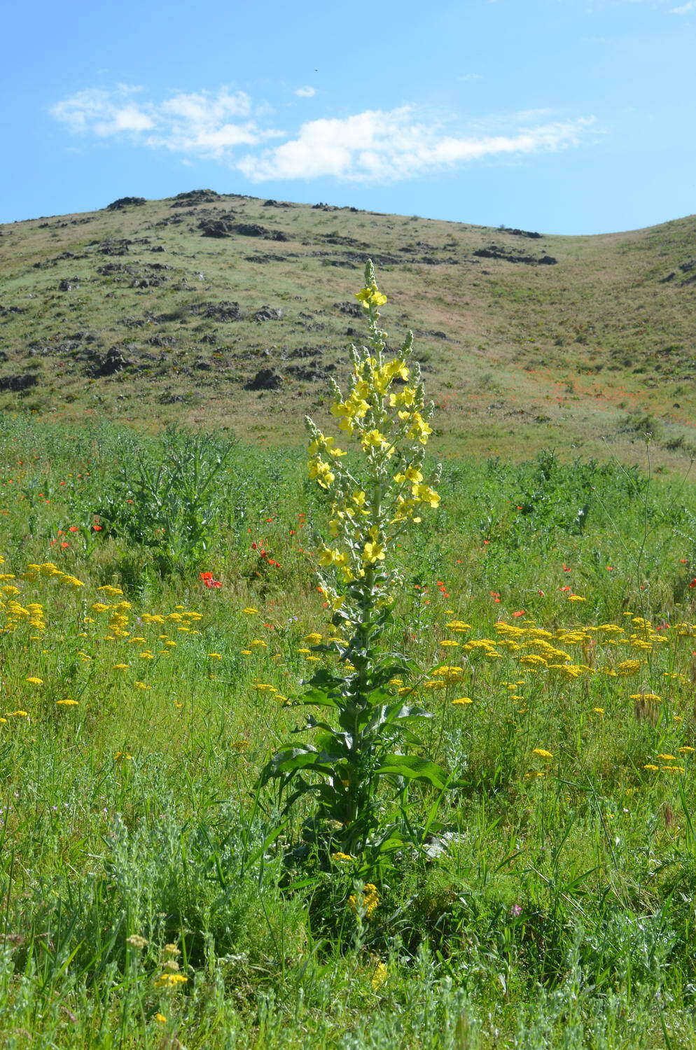 Image of Verbascum songaricum Schrenk